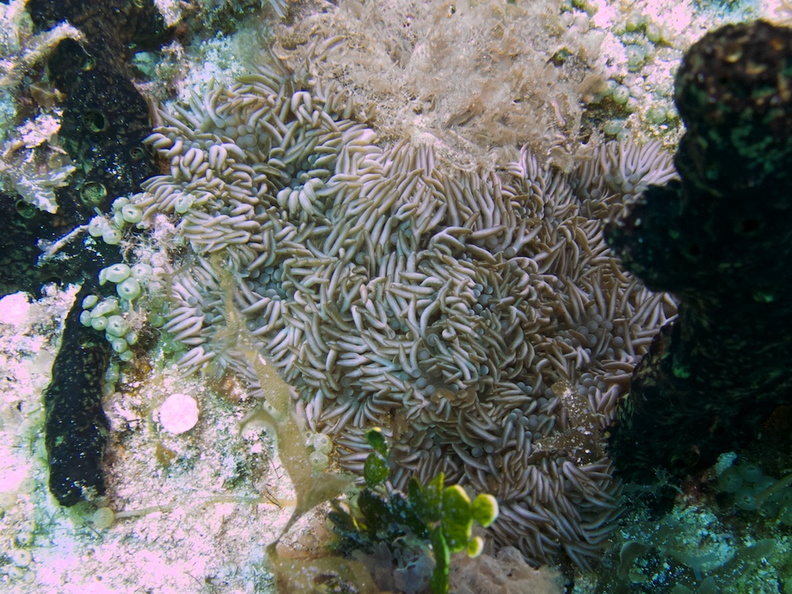 Branched Anemone IMG_6388.jpg